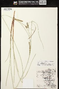 Carex lasiocarpa image