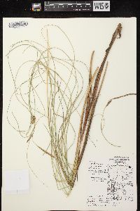 Carex lasiocarpa image