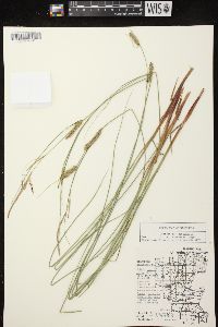 Carex lasiocarpa image