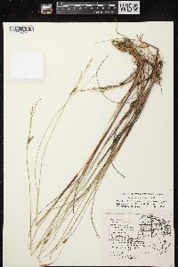 Carex lasiocarpa image