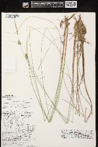 Carex lasiocarpa image