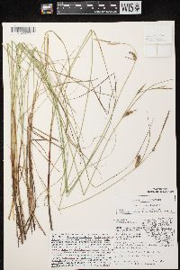 Carex lasiocarpa image