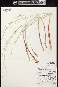 Carex lasiocarpa image