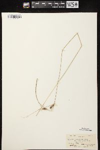 Carex lasiocarpa image