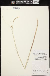 Carex lasiocarpa image