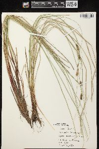 Carex lasiocarpa image