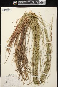 Carex lasiocarpa subsp. americana image