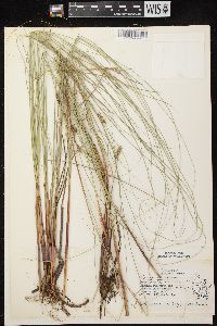 Carex lasiocarpa image