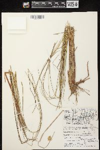 Carex lasiocarpa image