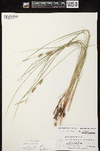 Carex lasiocarpa image