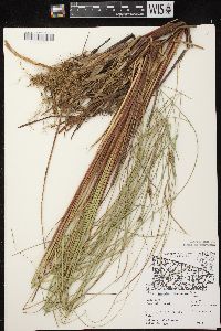 Carex lasiocarpa image