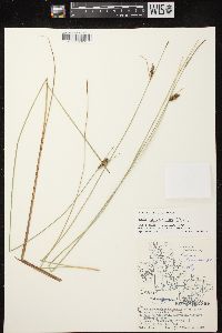 Carex lasiocarpa image