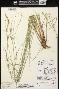 Carex lasiocarpa subsp. americana image