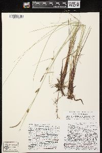 Carex lasiocarpa subsp. americana image