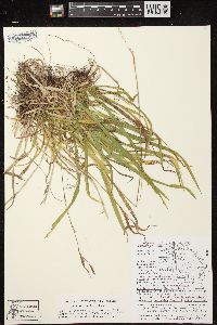 Carex leptonervia image