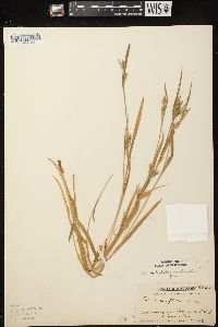 Carex leptonervia image