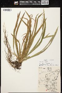 Carex leptonervia image