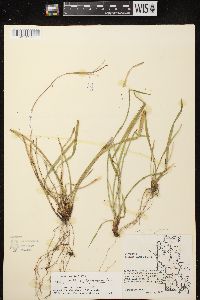 Carex leptonervia image