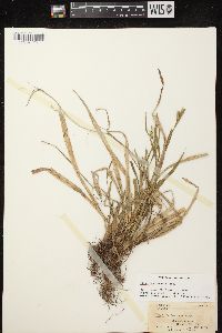 Carex leptonervia image