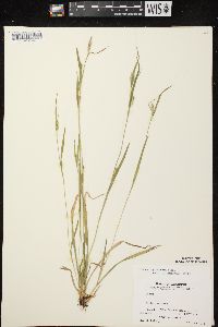 Carex leptonervia image