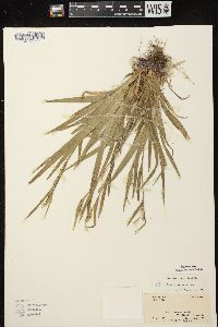 Carex leptonervia image