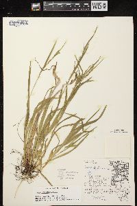 Carex leptonervia image