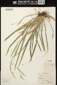 Carex leptonervia image