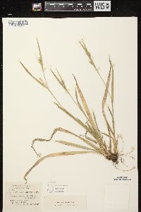 Carex leptonervia image