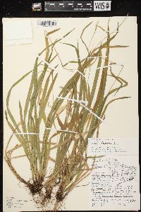 Carex leptonervia image