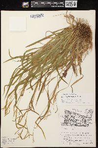 Carex leptonervia image