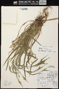 Carex leptonervia image