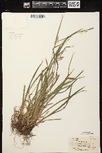 Carex leptonervia image