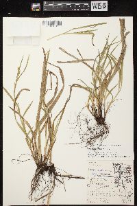 Carex leptonervia image