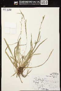 Carex leptonervia image