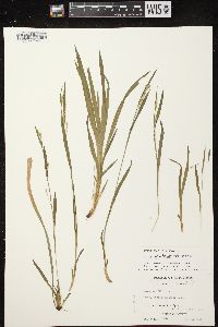 Carex leptonervia image