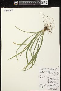 Carex leptonervia image