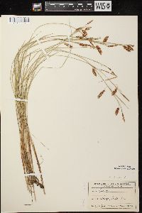 Carex limosa image