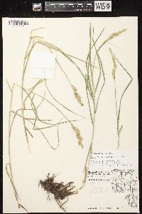 Carex muskingumensis image