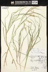 Carex muskingumensis image