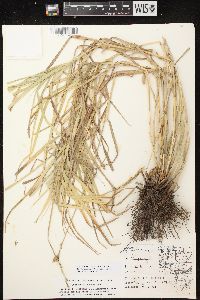 Carex muskingumensis image