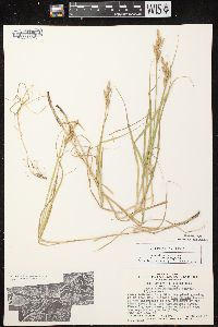 Carex muskingumensis image