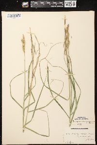 Carex muskingumensis image