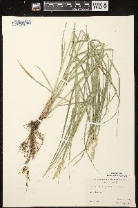 Carex muskingumensis image