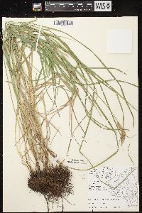 Carex muskingumensis image