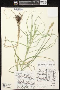 Carex muskingumensis image