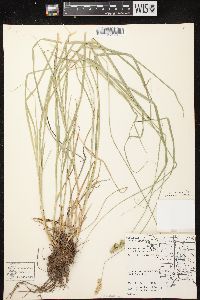 Carex normalis image