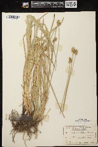 Carex normalis image