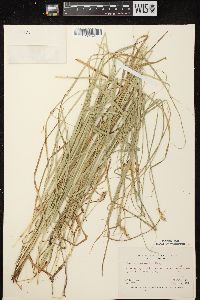 Carex normalis image