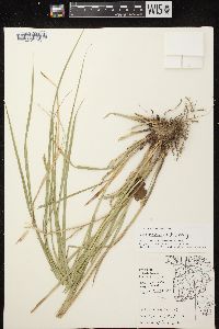 Carex normalis image