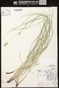 Carex normalis image